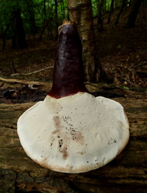The white pore layer and dark red stipe on hornbeam in Thorndon Country Park, Essex